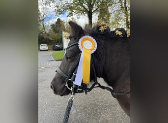Shetland Ponys, Stute, 17 Jahre, 100 cm