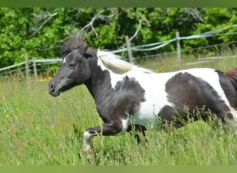 Shetland Ponys, Stute, 17 Jahre, 100 cm, Schecke