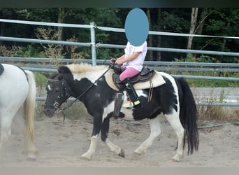 Shetland Ponys, Stute, 17 Jahre, 100 cm, Schecke