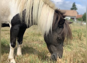 Shetland Ponys, Stute, 17 Jahre, 100 cm, Schecke