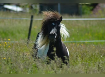 Shetland Ponys, Stute, 17 Jahre, 100 cm, Schecke