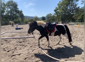 Shetland Ponys, Stute, 17 Jahre, 100 cm, Schecke