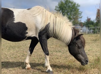 Shetland Ponys, Stute, 17 Jahre, 100 cm, Schecke