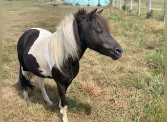 Shetland Ponys, Stute, 17 Jahre, 100 cm, Schecke