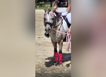 Shetland Ponys, Stute, 17 Jahre, 101 cm, Overo-alle-Farben