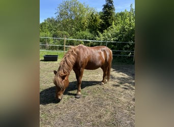 Shetland Ponys, Stute, 17 Jahre, 105 cm, Fuchs