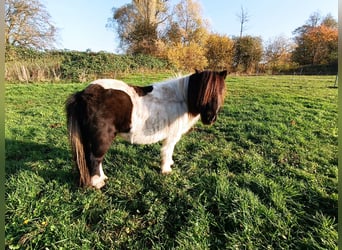 Shetland Ponys, Stute, 17 Jahre, 92 cm, Schecke