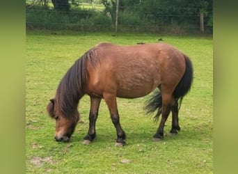 Shetland Ponys, Stute, 17 Jahre, 97 cm, Brauner