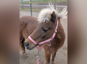 Shetland Ponys, Stute, 17 Jahre, Fuchs