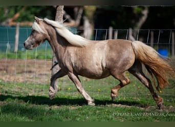 Shetland Ponys, Stute, 18 Jahre, 100 cm, Fuchs