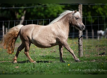 Shetland Ponys, Stute, 18 Jahre, 100 cm, Fuchs