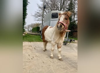 Shetland Ponys, Stute, 18 Jahre, 100 cm, Schecke