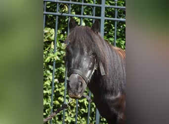 Shetland Ponys, Stute, 18 Jahre, 101 cm, Rappe
