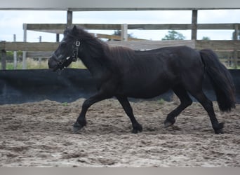 Shetland Ponys, Stute, 18 Jahre, 101 cm, Rappe