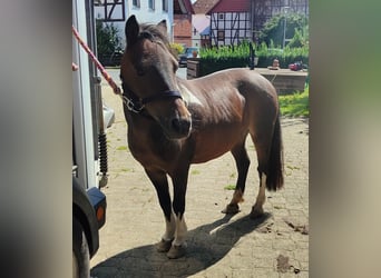 Shetland Ponys, Stute, 18 Jahre, 110 cm, Schecke