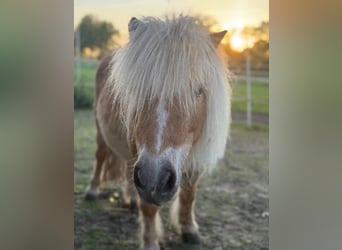Shetland Ponys, Stute, 18 Jahre, 85 cm, Champagne