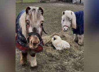 Shetland Ponys, Stute, 18 Jahre, 85 cm, Tigerschecke