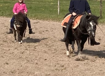 Shetland Ponys, Stute, 18 Jahre, 87 cm, Schecke