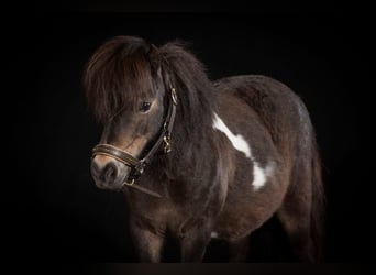Shetland Ponys, Stute, 18 Jahre, 87 cm, Schecke