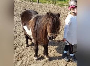 Shetland Ponys, Stute, 18 Jahre, 87 cm, Schecke
