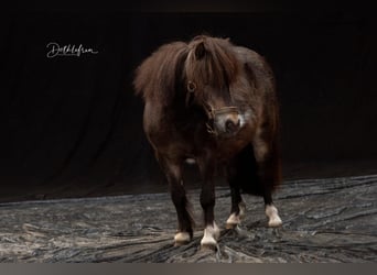 Shetland Ponys, Stute, 18 Jahre, 87 cm, Schecke