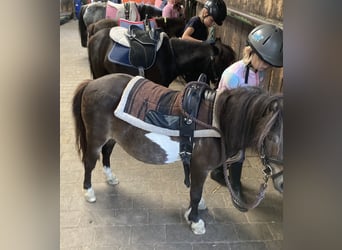 Shetland Ponys, Stute, 18 Jahre, 87 cm, Schecke