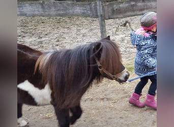 Shetland Ponys, Stute, 18 Jahre, 87 cm, Schecke