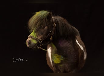 Shetland Ponys, Stute, 18 Jahre, 87 cm, Schecke