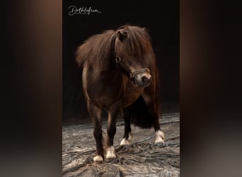 Shetland Ponys, Stute, 18 Jahre, 87 cm, Schecke