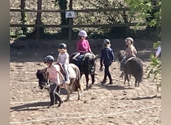 Shetland Ponys, Stute, 18 Jahre, 87 cm, Schecke