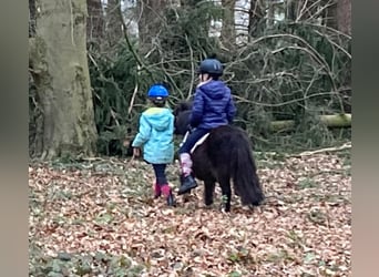 Shetland Ponys, Stute, 18 Jahre, 87 cm, Schecke