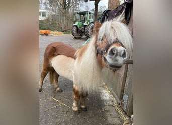 Shetland Ponys, Stute, 18 Jahre, 88 cm, Fuchs