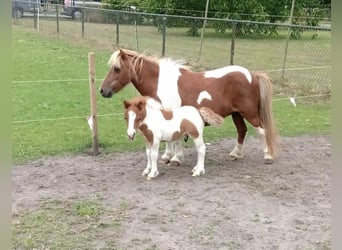 Shetland Ponys, Stute, 18 Jahre, 90 cm