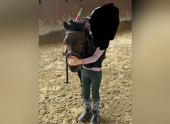 Shetland Ponys, Stute, 18 Jahre, 95 cm, Dunkelbrauner