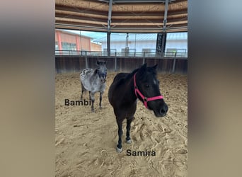 Shetland Ponys, Stute, 18 Jahre, Rappe