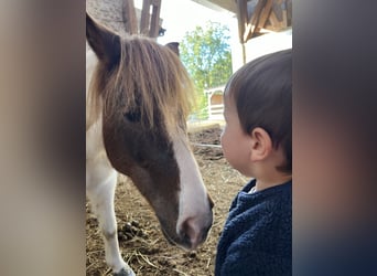 Shetland Ponys, Stute, 19 Jahre, 105 cm, Schecke