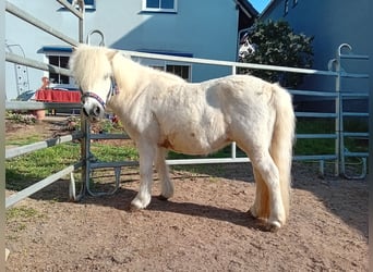 Shetland Ponys, Stute, 19 Jahre, 112 cm, Schimmel