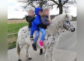 Shetland Ponys Mix, Stute, 19 Jahre, 113 cm, Tigerschecke