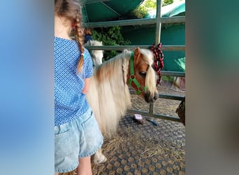 Shetland Ponys, Stute, 19 Jahre, 88 cm, Fuchs