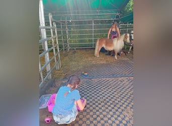 Shetland Ponys, Stute, 19 Jahre, 88 cm, Fuchs