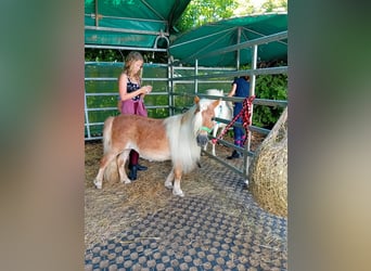Shetland Ponys, Stute, 19 Jahre, 88 cm, Fuchs