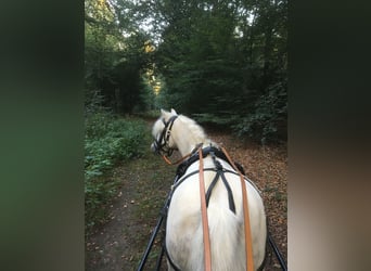 Shetland Ponys, Stute, 19 Jahre, Schimmel