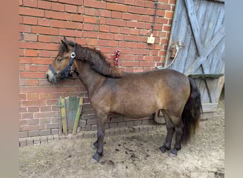 Shetland Ponys, Stute, 1 Jahr, 100 cm, Brauner