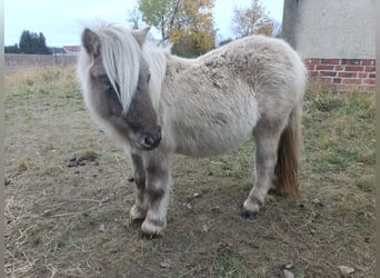 Shetland Ponys, Stute, 1 Jahr, 100 cm, Dunalino