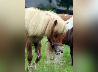 Shetland Ponys, Stute, 1 Jahr, 100 cm, Fuchs