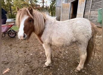 Shetland Ponys, Stute, 1 Jahr, 100 cm, Schecke