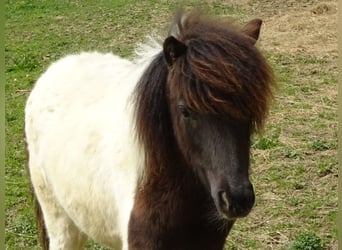 Shetland Ponys, Stute, 1 Jahr, 100 cm, Schecke