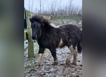 Shetland Ponys, Stute, 1 Jahr, 100 cm, Schecke