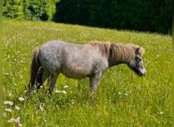 Shetland Ponys, Stute, 1 Jahr, 101 cm