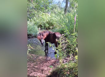 Shetland Ponys, Stute, 1 Jahr, 103 cm, Rappe